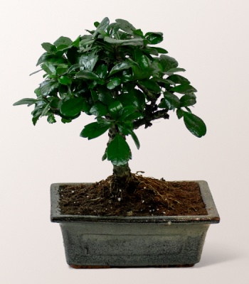 Lucky Bamboo Carmona