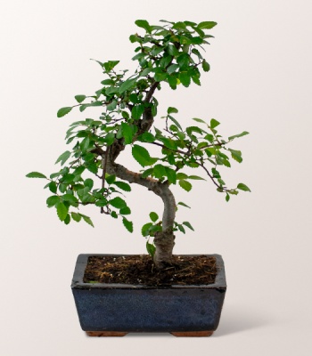 Lucky Bamboo Zelkova
