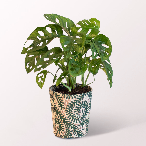 Monstera in a decorative Plant Pot