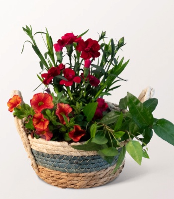 Mother's Day Bloom Basket