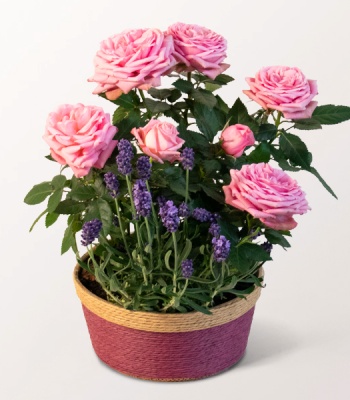 Mother's Day Rose & Lavender Basket