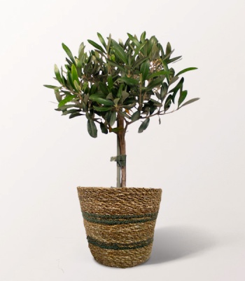 Olive Tree