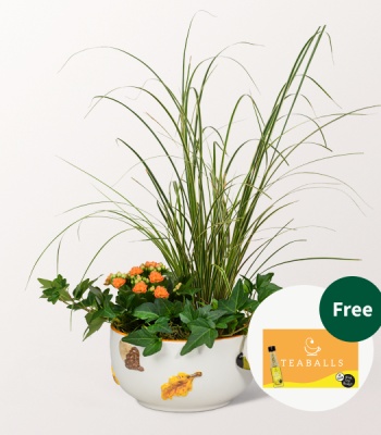 Orange Kalanchoe & Ivy Ceramic Bowl Arrangement - Decorative Indoor Plant Gift