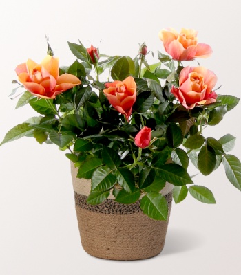 Orange Rose in Basket