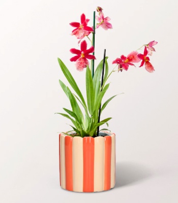 Orchid Cambria Nelly Isler