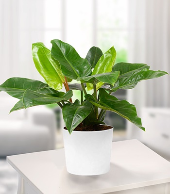 Philodendron Imperal Green House Plant