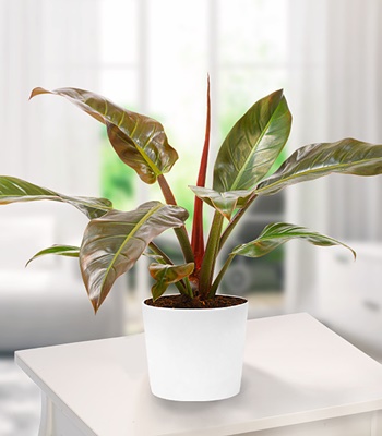 Philodendron Imperial Red House Plant