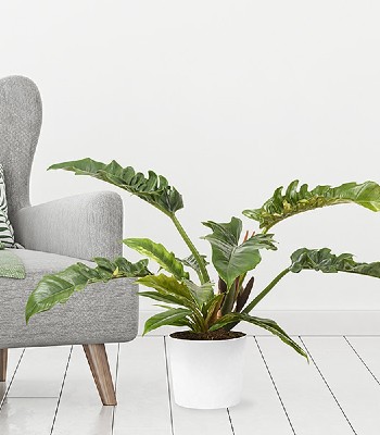 Philodendron Narrow House Plant