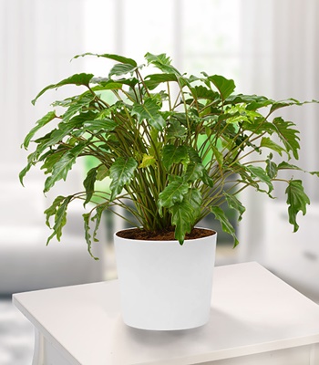 Philodendron Xanadu Indoor House Plant