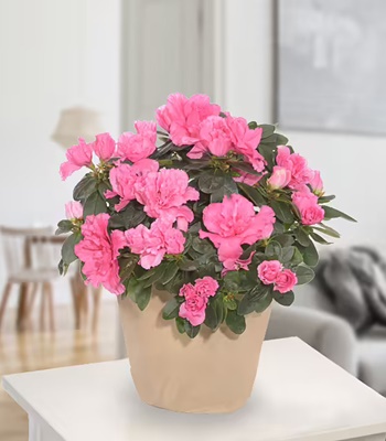 Pink Azalea Plant