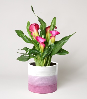 Pink Calla in a Pot