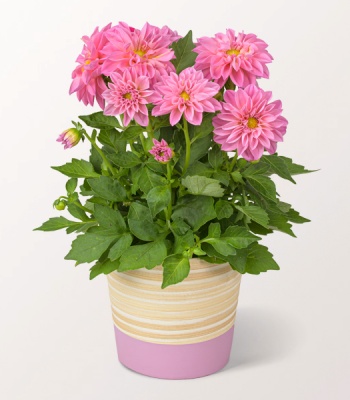 Pink Dahlia In A Pot