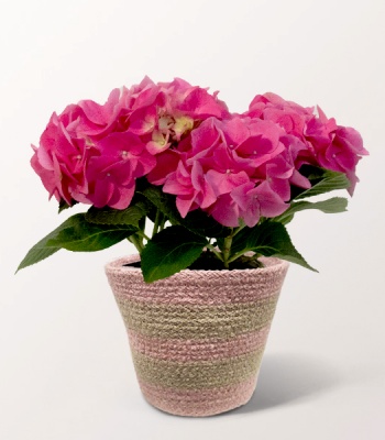 Pink Hydrangea In A Sea Grass Basket