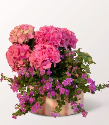 Pink Hydrangea Summer Garden