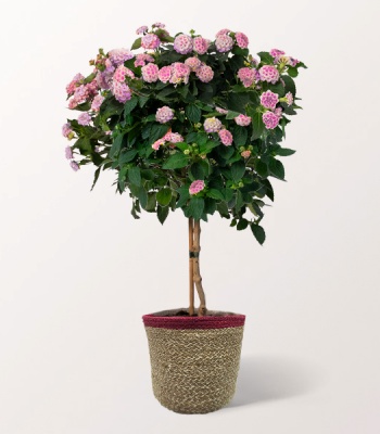 Pink Lantana Bush