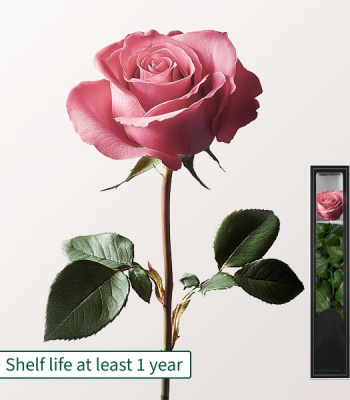 Pink, long-lasting Rose with Stem