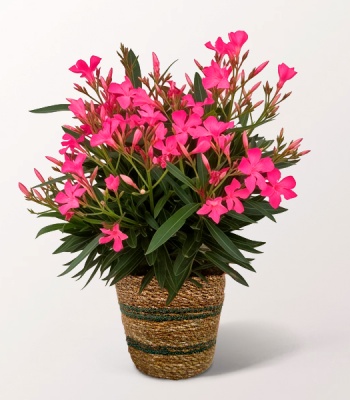 Pink Oleander Plant in a Wicker Basket