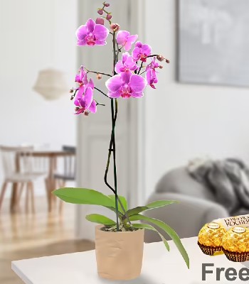 Pink Orchid Plant in Paper Bag - Free Ferrero Rocher Chocolate