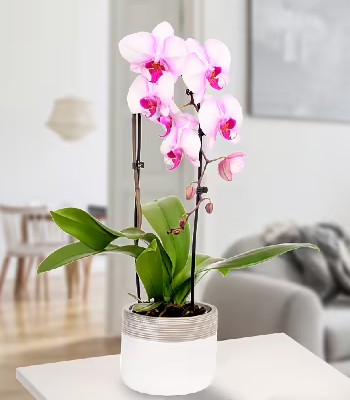 Pink Orchid Plant With Buddha Stick