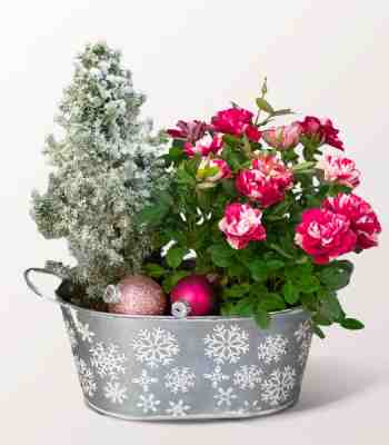 Pink Rose And Snow-Covered Cypress Christmas Arrangement