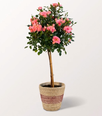 Pink Rose Stem