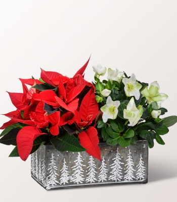 Poinsettia and Christmas Rose Plant