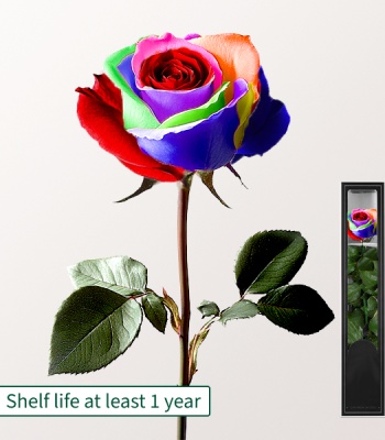 Preserved Long-Stem Rose