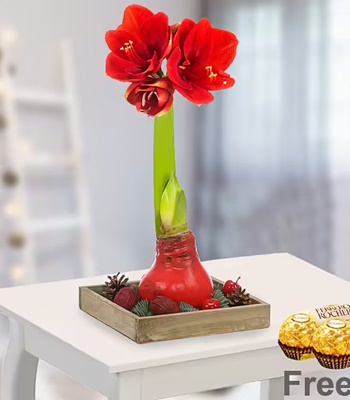 Red Amaryllis On Wooden Tray - Free 2 Ferrero Rocher