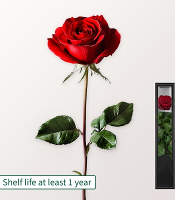 Red, long-lasting Rose with Stem