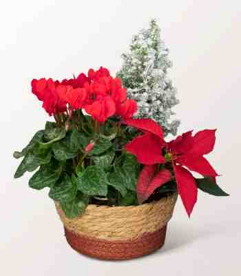 Red Poinsettia And Cyclamen Christmas Arrangement