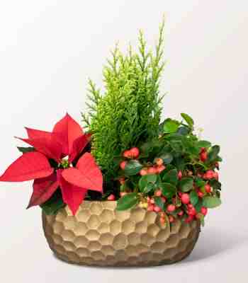 Red Poinsettia And Gaultheria Christmas Plant Arrangement