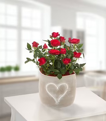 Red Roses in Pot
