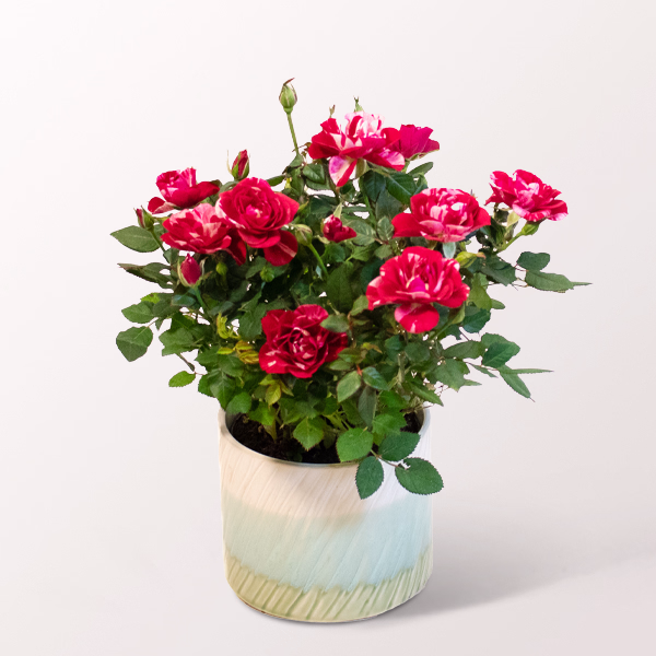 Red-Yellow Rose in a Decorative Ceramic Pot