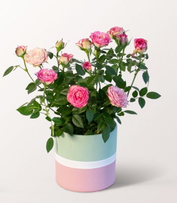 Rose Carousell in a Sweet Pot