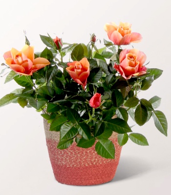 Rose In A Seagrass Basket