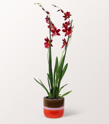 Scented Orchid in a Ceramic Pot