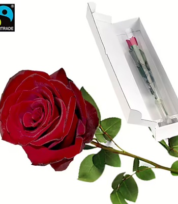 Single Red Rose in Gift Box - Long Stem Red Rose