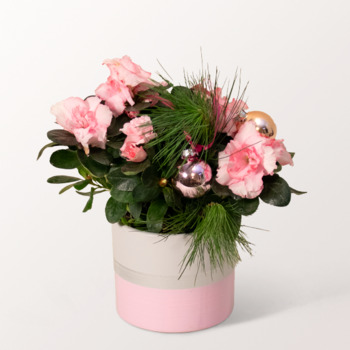 Small Pink Azalea Plant