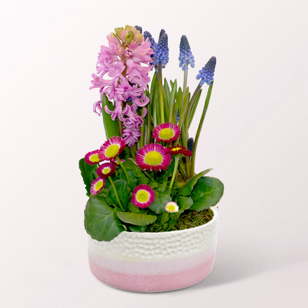 Spring colors Potted Plant