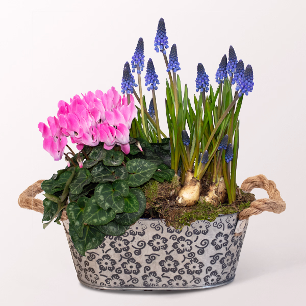 Spring Plants in a zinc bowl