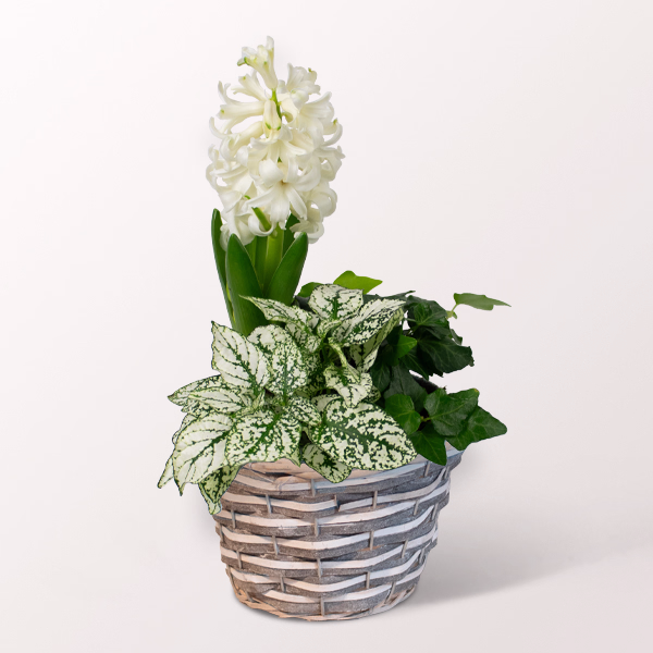 Spring White Plant in a pot