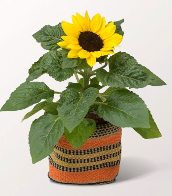 Sunflower Plant In A Sisal Basket