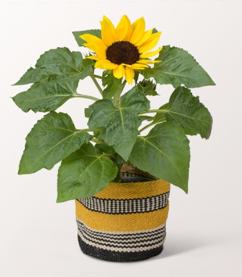 Sunflowers in a Sisal Basket
