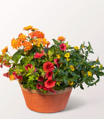 Sunshine Basket Blooms