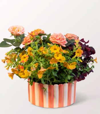 Sunshine Bloom Planter