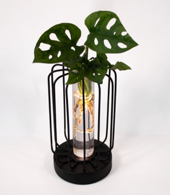 Water Plant Monstera in round metal vessel