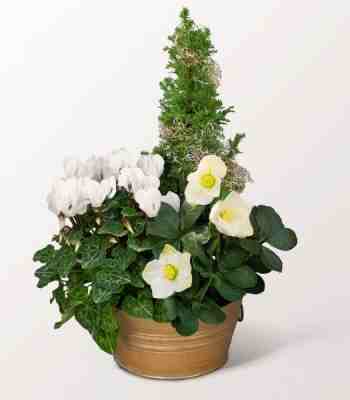 White Cyclamen And Christmas Rose Arrangement