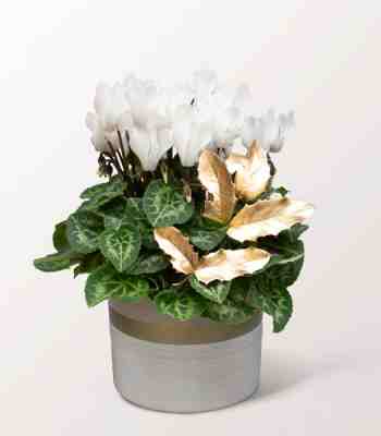 White Cyclamen And Golden Holly Christmas Plant