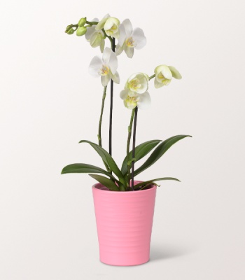 White Orchid Mariechen in Pink Ceramic Pot - Elegant Indoor Plant Gift