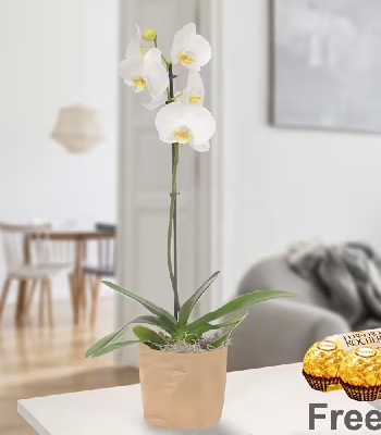 White Orchid Plant In Green Pot